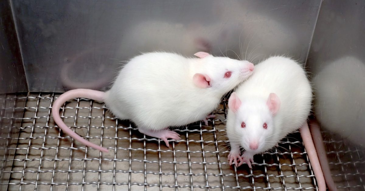 Researchers Compare Sickle Cell Anemia Pain in Mouse Models