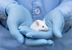 Veto T-cells in mouse study