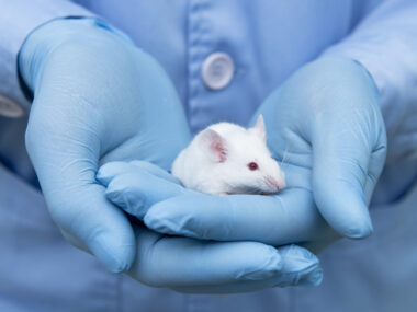Veto T-cells in mouse study
